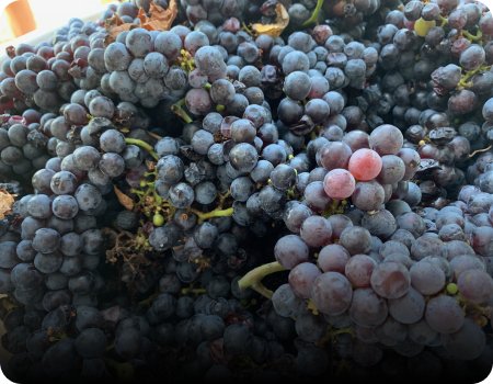 Homegrown grapes
